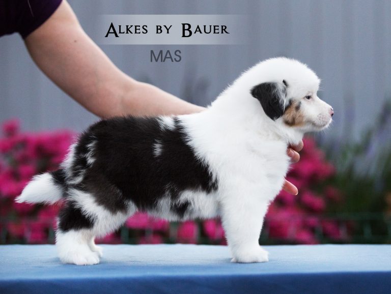 Alkes by Bauer ~ ДЖОННИ