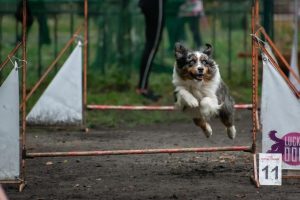 AVIOR by Bauer ~ ТАШ, Мини-американская овчарка, фото 12 — питомник by Bauer