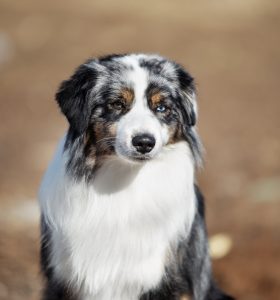 Wise by Bauer ~ ВАЙС, Мини-американская овчарка, фото 14 — питомник by Bauer