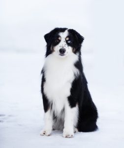 Born to Win by Bauer ~ БЬЁРН, Мини-американская овчарка, фото 26 — питомник by Bauer