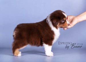 Espresso by Bauer ~ ЛАКИ, Мини-американская овчарка, фото 6 — питомник by Bauer