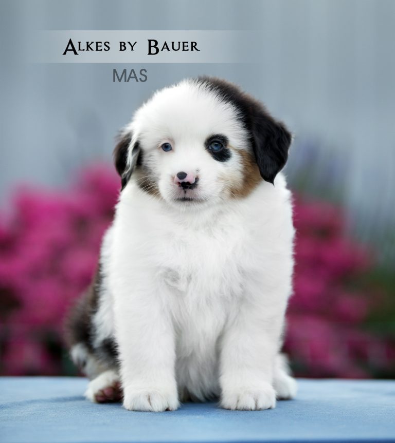 Alkes by Bauer ~ ДЖОННИ