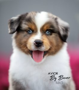 AVIOR by Bauer ~ ТАШ, Мини-американская овчарка, фото 44 — питомник by Bauer