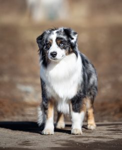 Wise by Bauer ~ ВАЙС, Мини-американская овчарка, фото 1 — питомник by Bauer