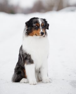 AVIOR by Bauer ~ ТАШ, Мини-американская овчарка, фото 17 — питомник by Bauer