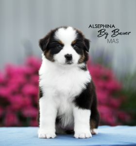 ALSEPHINA by Bauer ~ МАСЯ, Мини-американская овчарка, фото 21 — питомник by Bauer