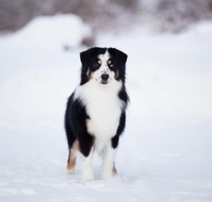 Born to Win by Bauer ~ БЬЁРН, Мини-американская овчарка, фото 29 — питомник by Bauer