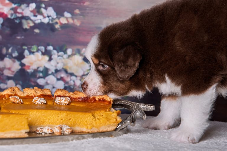 Pumkin Pie by Bauer ~