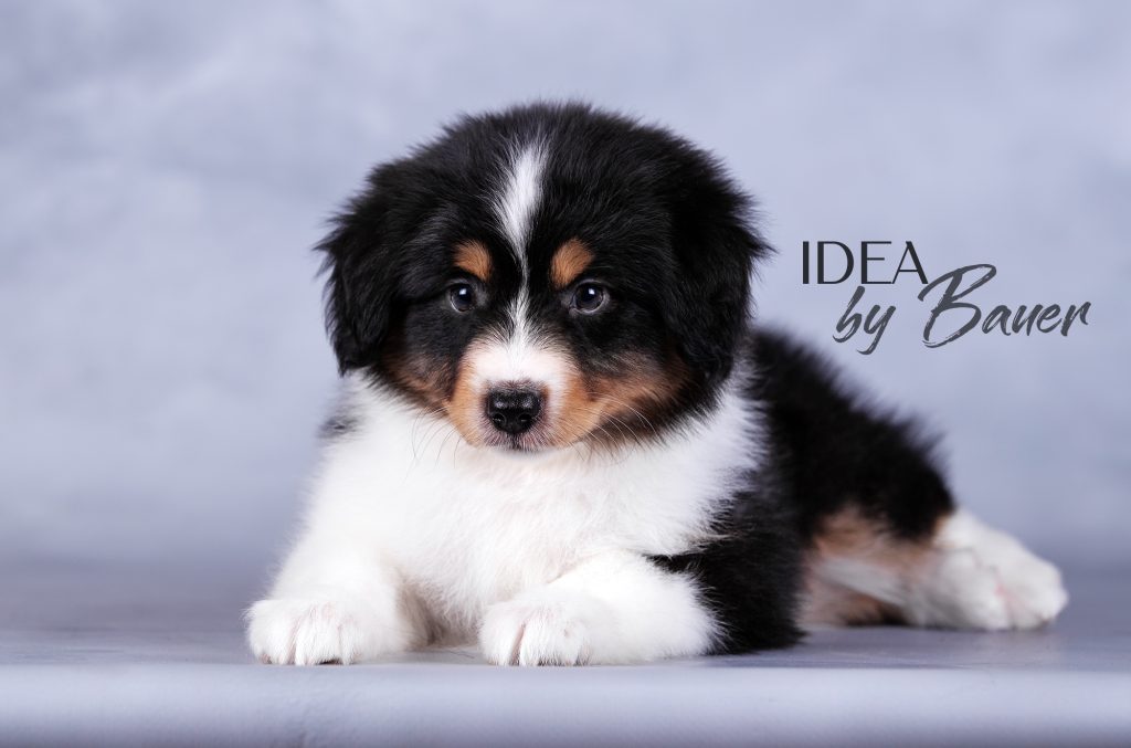 Щенок Idea by Bauer ~ УМА, Мини-американская овчарка, окрас ЧЕХИЯ черный триколор