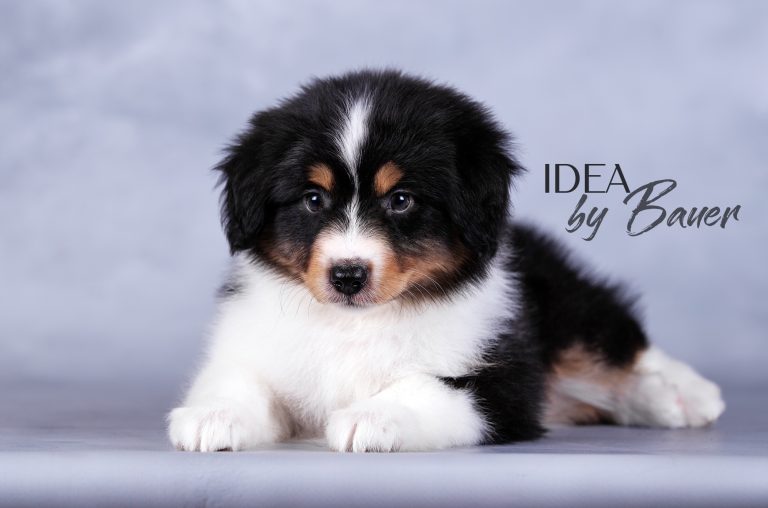 Idea by Bauer ~ УМА