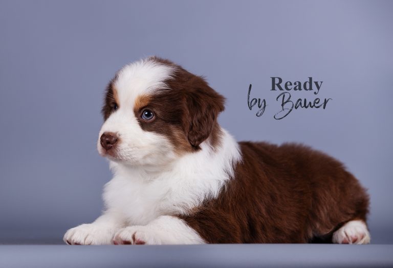 Ready by Bauer