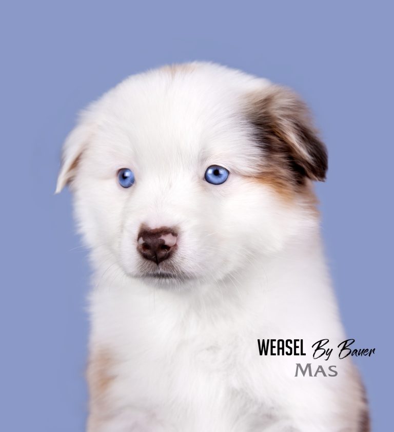 Weasel by Bauer ~ ШАНЯ