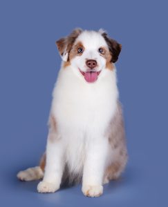 Benefits by Bauer ~ БЕНЯ, Мини-американская овчарка, фото 10 — питомник by Bauer