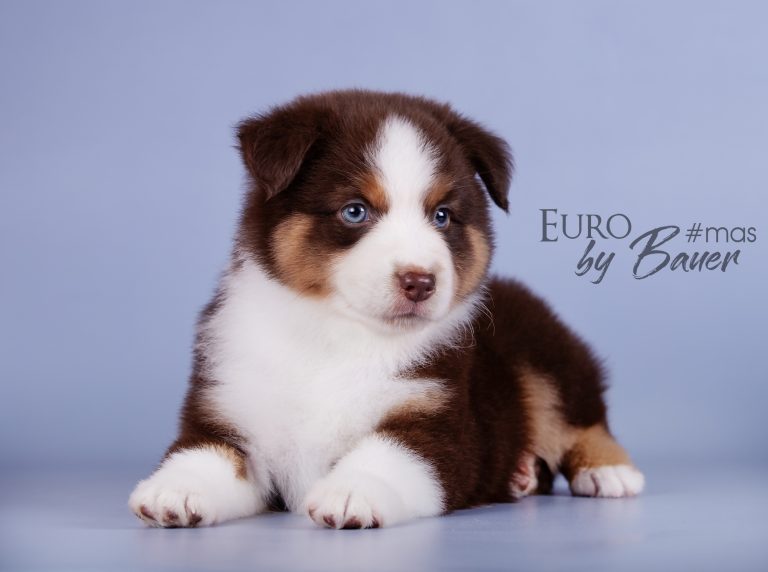 Euro by Bauer ~
