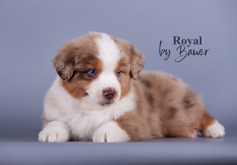 Royal by Bauer