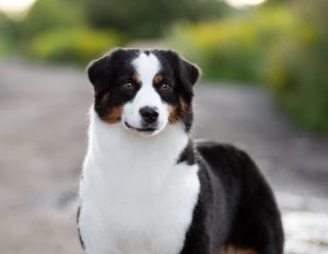 ALSEPHINA by Bauer ~ МАСЯ, Мини-американская овчарка, фото 23 — питомник by Bauer