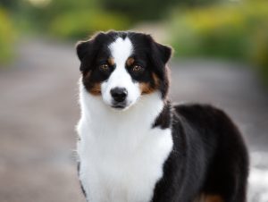 ALSEPHINA by Bauer ~ МАСЯ, Мини-американская овчарка, фото 22 — питомник by Bauer