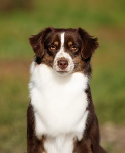 Worthy by Bauer ~ АЙСА, Мини-американская овчарка, фото 18 — питомник by Bauer