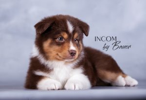 Incom by Bauer ~ ЙОКО, Мини-американская овчарка, фото 3 — питомник by Bauer
