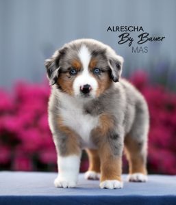 Alresha by Bauer ~ ТАЙРА, Мини-американская овчарка, фото 9 — питомник by Bauer