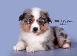 Wealth by Bauer ~ ВЕЛСИ, Мини-американская овчарка, фото 9 — питомник by Bauer