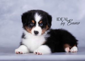 Ideal by Bauer ~ДИЛ, Мини-американская овчарка, фото 6 — питомник by Bauer
