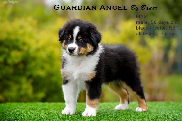 Guardin Angel by Bauer