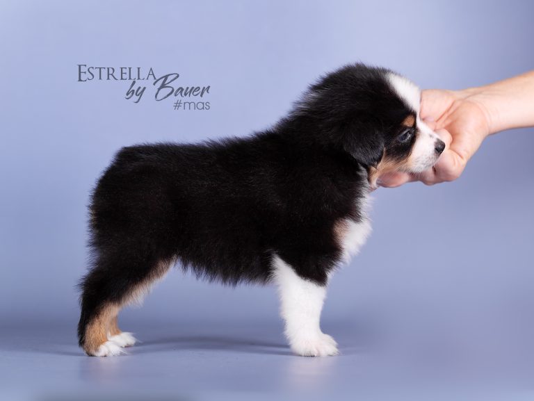 Estrella by Bauer ~ АНГВА
