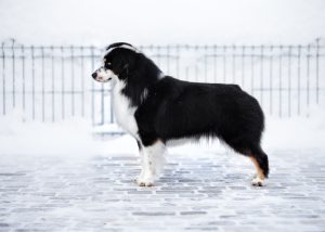 Born to Win by Bauer ~ БЬЁРН, Мини-американская овчарка, фото 30 — питомник by Bauer