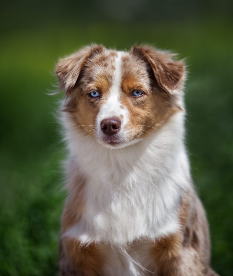 Мама щенка Weasel by Bauer ~ ШАНЯ — Ivie Farms Ample by Bauer ~ ЛИКА, питомник by Bauer