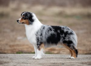 Wealth by Bauer ~ ВЕЛСИ, Мини-американская овчарка, фото 12 — питомник by Bauer