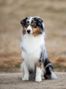 Wealth by Bauer ~ ВЕЛСИ, Мини-американская овчарка, фото 13 — питомник by Bauer