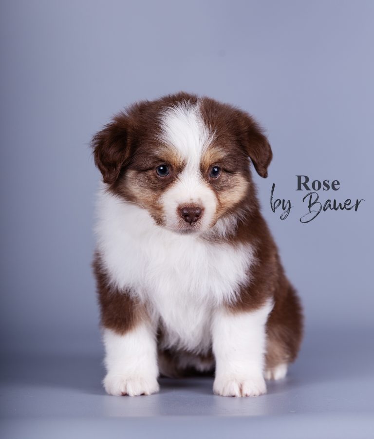 Rose by Bauer