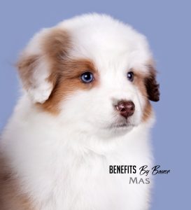 Benefits by Bauer ~ БЕНЯ, Мини-американская овчарка, фото 13 — питомник by Bauer