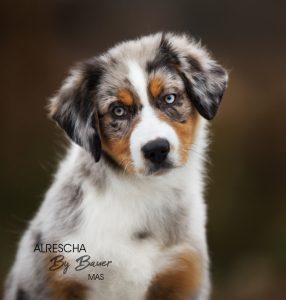 Alresha by Bauer ~ ТАЙРА, Мини-американская овчарка, фото 3 — питомник by Bauer