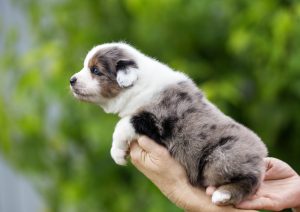 Wise by Bauer ~ ВАЙС, Мини-американская овчарка, фото 3 — питомник by Bauer