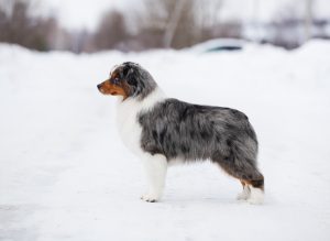 AVIOR by Bauer ~ ТАШ, Мини-американская овчарка, фото 22 — питомник by Bauer