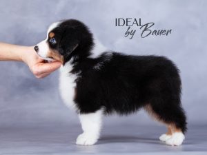 Ideal by Bauer ~ДИЛ, Мини-американская овчарка, фото 4 — питомник by Bauer