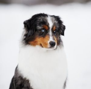 AVIOR by Bauer ~ ТАШ, Мини-американская овчарка, фото 23 — питомник by Bauer