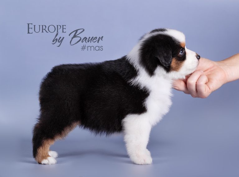 Europe by Bauer ~ ЕВА