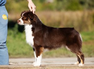 Worthy by Bauer ~ АЙСА, Мини-американская овчарка, фото 13 — питомник by Bauer