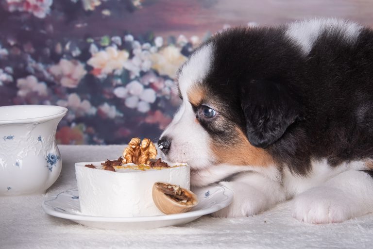 Pudding by Bauer ~