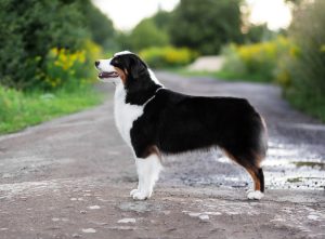 ALSEPHINA by Bauer ~ МАСЯ, Мини-американская овчарка, фото 30 — питомник by Bauer