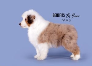 Benefits by Bauer ~ БЕНЯ, Мини-американская овчарка, фото 11 — питомник by Bauer