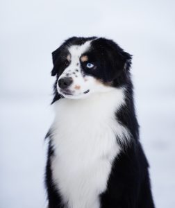 Born to Win by Bauer ~ БЬЁРН, Мини-американская овчарка, фото 34 — питомник by Bauer