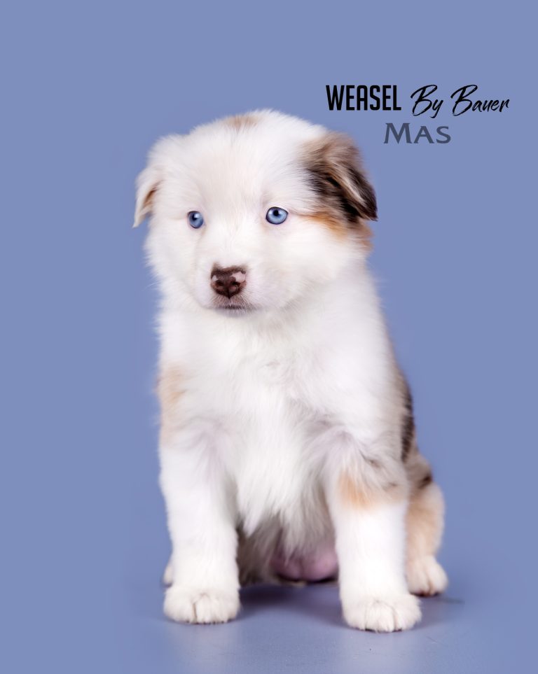 Weasel by Bauer ~ ШАНЯ