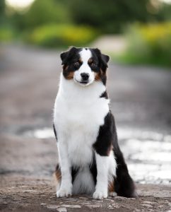 ALSEPHINA by Bauer ~ МАСЯ, Мини-американская овчарка, фото 25 — питомник by Bauer