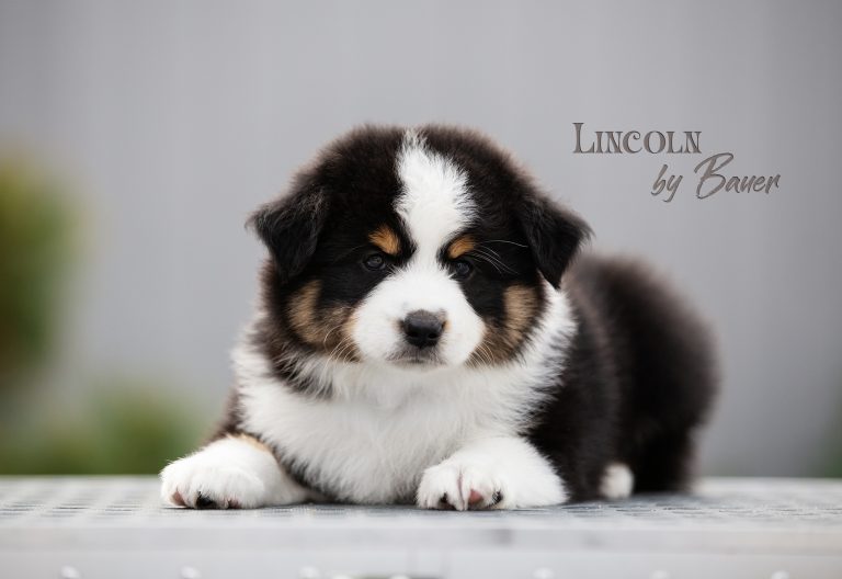 Lincoln by Bauer ~ МАКС