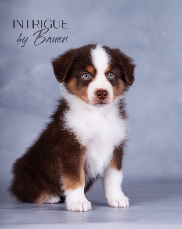 Intrigue by Bauer ~