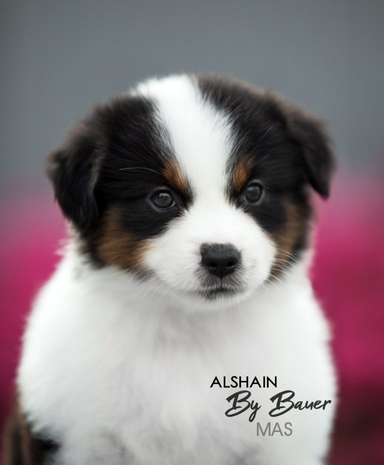 Alshain by Bauer ~ АЛЯ